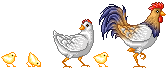 A rooster, hen, and chicks walking in a line