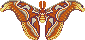 Atlas moth
