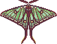 Luna moth